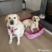 Signature Walk Set Roz BRAUBRAU pentru Câini 