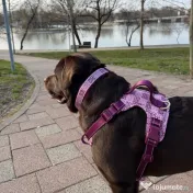 Signature Walk Set Roz BRAUBRAU pentru Câini 