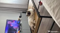Pisica Ragdoll / British 