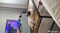 Pisica Ragdoll / British
