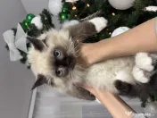 Pisica Ragdoll / British 