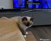 Pisica Ragdoll / British 