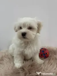 Bichon Maltez 10 săptămâni 