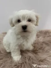Bichon Maltez 10 săptămâni 