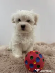 Bichon Maltez 10 săptămâni 