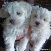 Bichon Maltez 10 săptămâni 