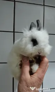 Iepuri super pitici 
