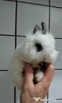 Iepuri super pitici 