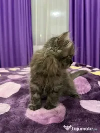 British longhair smoke 