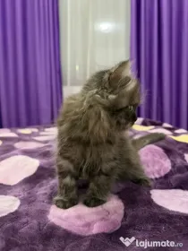 British longhair smoke