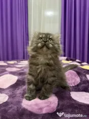 British longhair smoke 