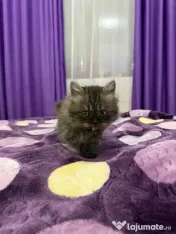 British longhair smoke 