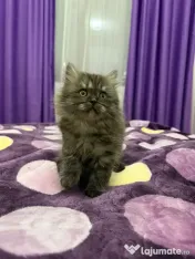 British longhair smoke 