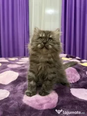 British longhair smoke 