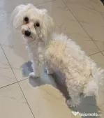 Bichon Maltez Toy