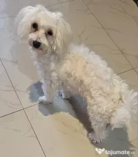 Maltez Toy 