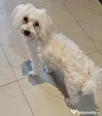 Bichon Maltez Toy