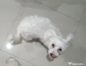 Maltez Toy 