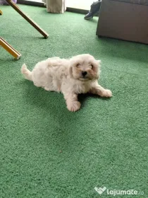 Pui bichon maltez adoptie
