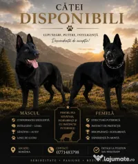 Ciobanesc German 