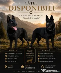 Ciobanesc German