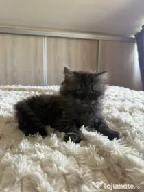 Maine coon