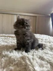 Maine coon 