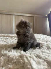 Maine coon 