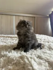 Maine coon 