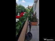 Vila cu piscina I Expozitiei 