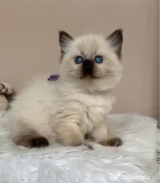 Ragdoll puiuț frumos 