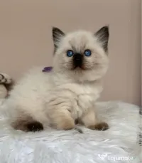 Ragdoll puiuț frumos 
