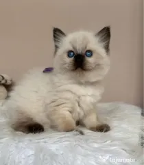 Ragdoll puiuț frumos
