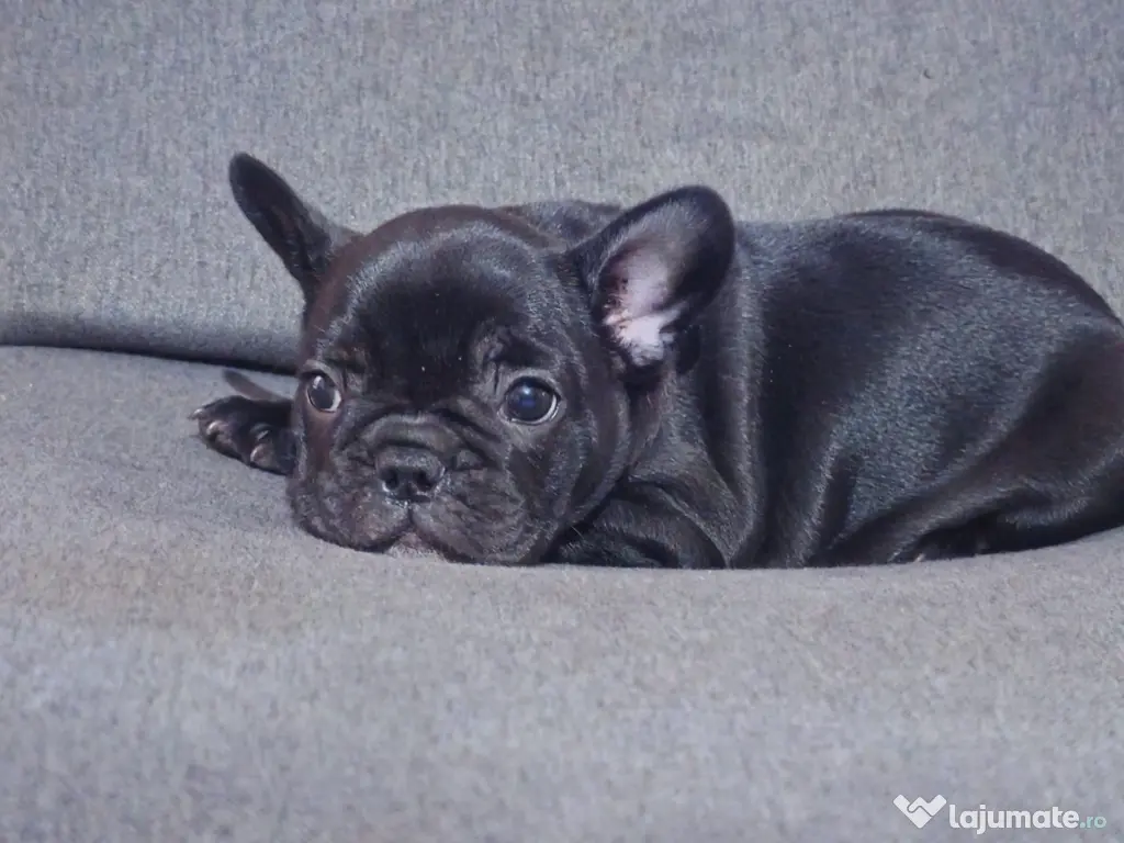 Bulldog francez femelă