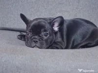 bulldog francez femelă 