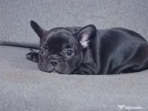 Bulldog francez femelă