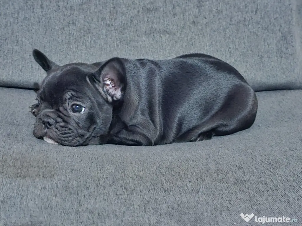 Bulldog francez femelă