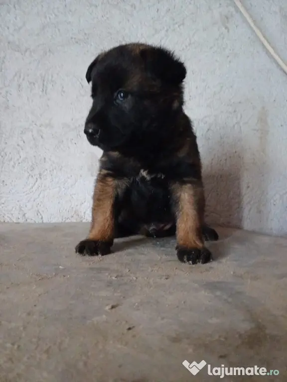 Căței Ciobanesc Belgian Malinois