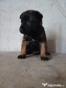 Căței Ciobanesc Belgian Malinois