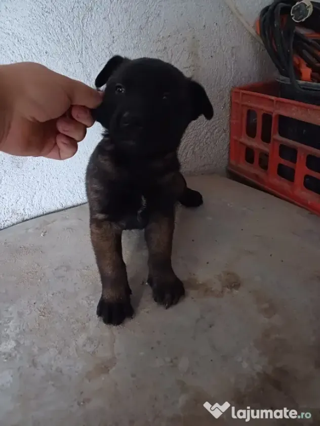 Căței Ciobanesc Belgian Malinois