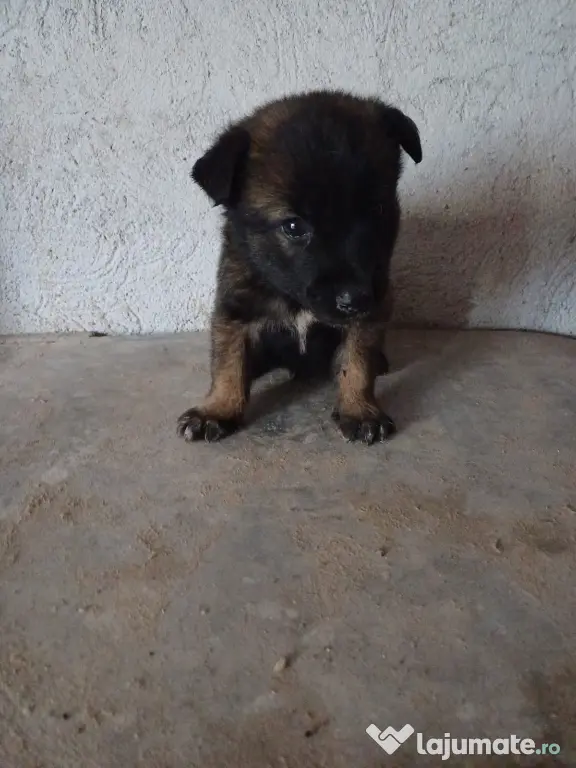 Căței Ciobanesc Belgian Malinois