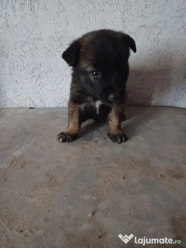 Căței Ciobanesc Belgian Malinois