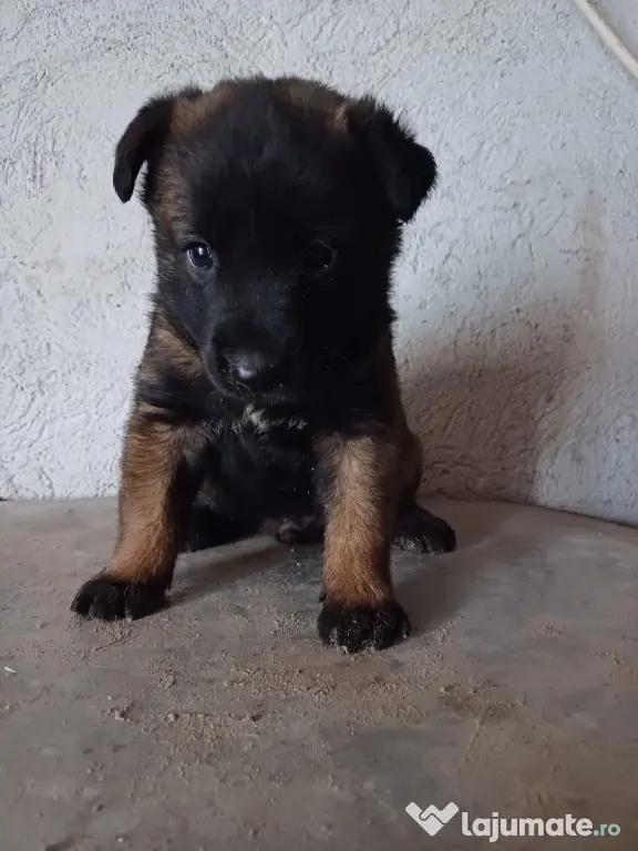 Căței Ciobanesc Belgian Malinois