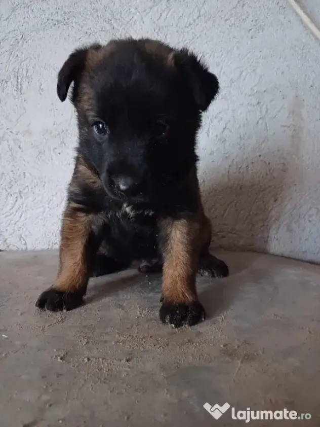 Căței Ciobanesc Belgian Malinois