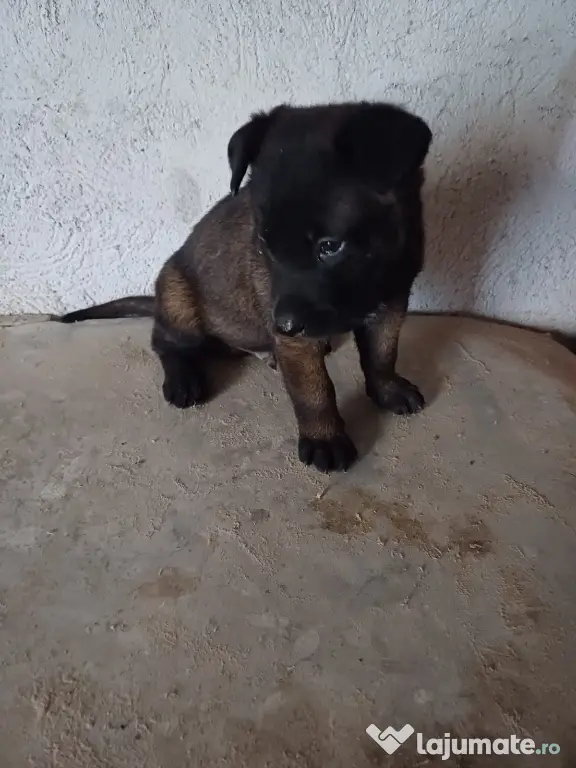 Căței Ciobanesc Belgian Malinois