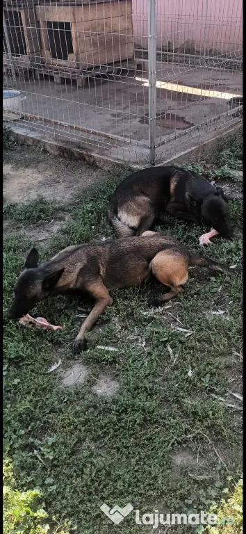 Căței Ciobanesc Belgian Malinois