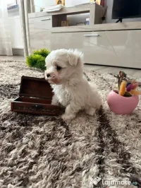 Bichon maltez alb toy 