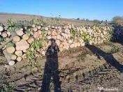 Lemne de foc carpen 