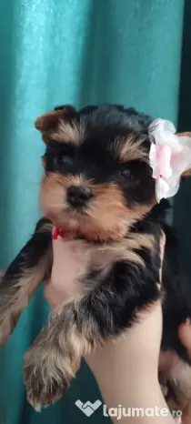 Yorkshire terrier cu pedigree