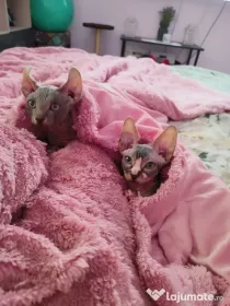Pui Sphynx, născuți 17.03, deparazitați